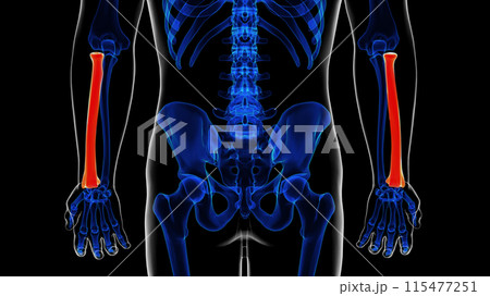 Human skeleton anatomy radius bone 3D rendering for medical concept 115477251