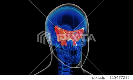 Human skeleton skull sphenoid bone anatomy for medical concept 3D rendering Human skeleton skull sphenoid bone anatomy for medical concept 3D rendering 115477253