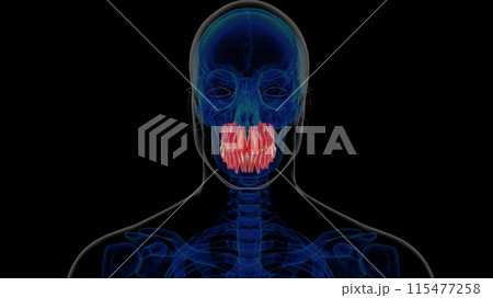 Human teeth anatomy for medical concept 3D rendering 115477258