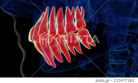 Human teeth anatomy for medical concept 3D rendering 115477261