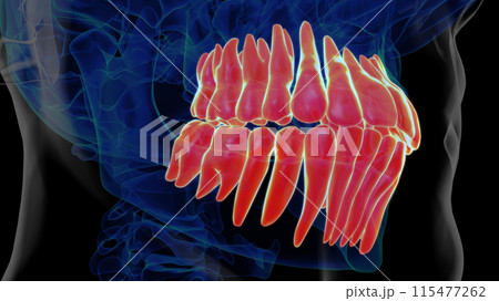 Human teeth anatomy for medical concept 3D rendering Human teeth anatomy for medical concept 3D rendering 115477262