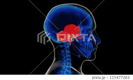 Human skeleton skull temporal bone anatomy for medical concept 3D rendering 115477263
