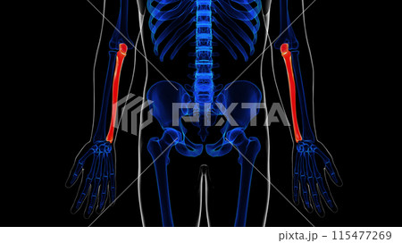 Human skeleton ulna bone anatomy for medical concept 3D rendering Human skeleton ulna bone anatomy for medical concept 3D rendering 115477269