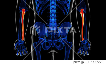 Human skeleton ulna bone anatomy for medical concept 3D rendering Human skeleton ulna bone anatomy for medical concept 3D rendering 115477270