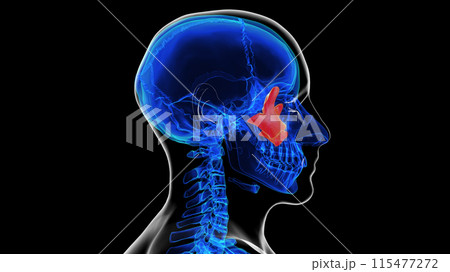 Human skeleton skull zygomatic bone anatomy for medical concept 3D rendering 115477272
