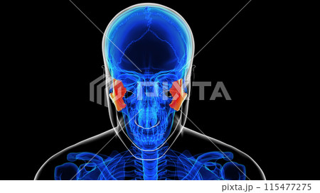 Human skeleton skull zygomatic bone anatomy for medical concept 3D rendering 115477275