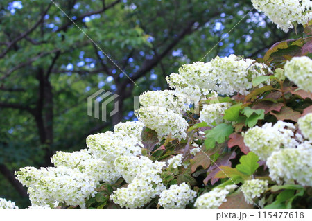 満開の柏葉紫陽花(カシワバアジサイ) 満開の柏葉紫陽花(カシワバアジサイ) 115477618