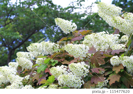 満開の柏葉紫陽花(カシワバアジサイ) 満開の柏葉紫陽花(カシワバアジサイ) 115477620