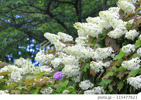 満開の柏葉紫陽花（カシワバアジサイ）　　 115477621