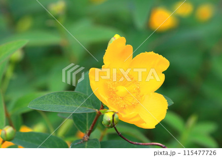 満開の金糸梅（キンシバイ）　花とつぼみ　 115477726