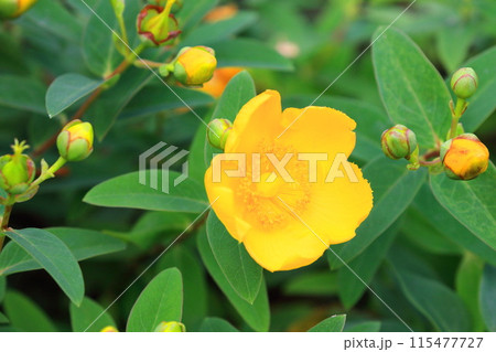 満開の金糸梅（キンシバイ）　花とつぼみ　 115477727