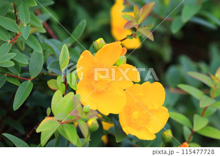 満開の金糸梅（キンシバイ）　花とつぼみ　 115477728