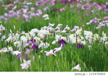 色とりどりの花菖蒲（ハナショウブ）　都立水元公園　 115478093