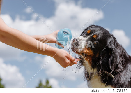 A person cares for a Bernese Mountain Dog, giving them water outside on a sunny day A person cares for a Bernese Mountain Dog, giving them water outside on a sunny day 115478172