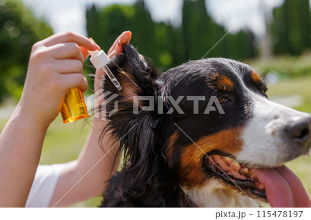 Giving ear drops to a calm dog outdoors on a sunny day, caring for its health and enjoying nature 115478197