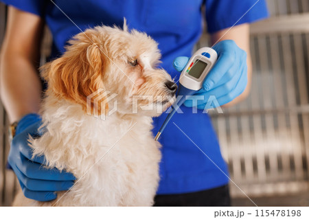 The veterinarian examines the dog and takes the temperature, providing emergency medical care to animals 115478198