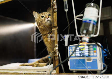 Veterinarian puts a catheter on a cat in a veterinary hospital, emergency care for animals 115478206