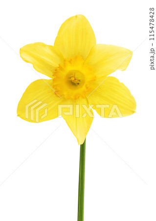 Daffodil flower or narcissus isolated on white background with full depth of field 115478428