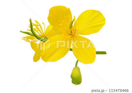 Celandine flower isolated on white background. Top view. Flat lay 115478466