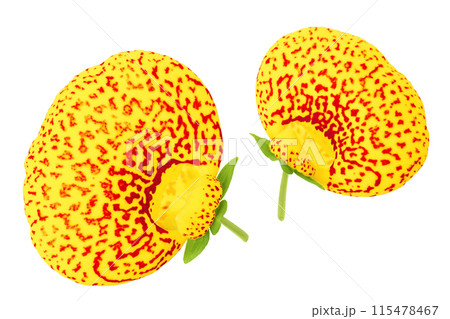 Calceolaria flower isolated on white background. Top view. Flat lay 115478467