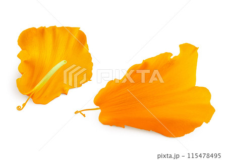 fresh petals of marigold or tagetes erecta flower isolated on white background with full depth of field. 115478495