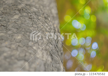 A close-up blank of the defocused texture of bark on a tree trunk against the background of a green blurred background of tree foliage through which the sun's rays break through. Copy space. A close-up blank of the defocused texture of bark on a tree trunk against the background of a green blurred background of tree foliage through which the sun's rays break through. Copy space. 115478582