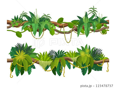 Tropical jungle forest liana vine branch. Cartoon vector leaves and hanging roots. African rainforest tree plant thicket, spinney, forest climbing green foliage. Amazon flora lianas, tropic nature 115478737