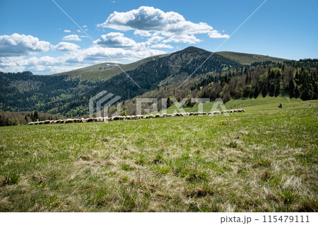 Flock of sheep, Big Fatra mountains scenery, Slovakia Flock of sheep, Big Fatra mountains scenery, Slovakia 115479111