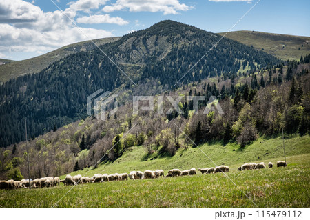 Flock of sheep, Big Fatra mountains scenery, Slovakia Flock of sheep, Big Fatra mountains scenery, Slovakia 115479112
