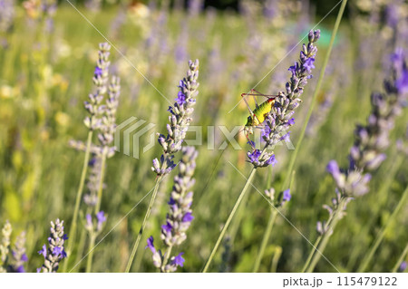 A colorful grasshopper  115479122