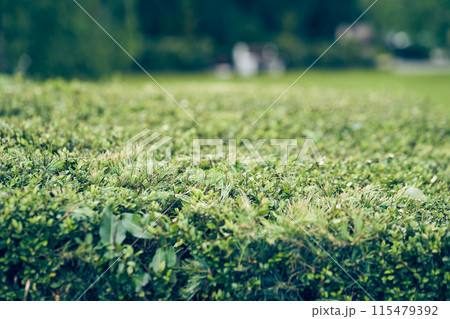A background of lush green ivy leaves and spruce branches twine in the shape of a hedge. An evergreen plant growing against a background of unfocused nature. With space to copy. High quality photo 115479392