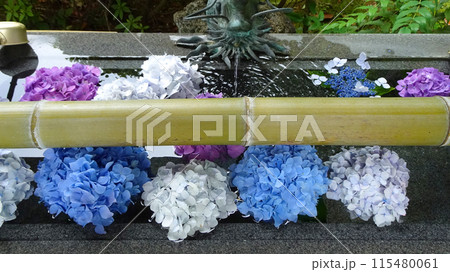紫陽花寺の手水場2 115480061
