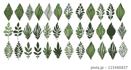Set of graphic vintage green leaves. Botanical art design. hand drawing. Not AI, Vector illustration 115480837