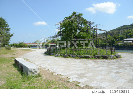 宇治観光 宇治川中の島の枝垂れ桜 京都府宇治市 宇治観光 宇治川中の島の枝垂れ桜 京都府宇治市 115480851