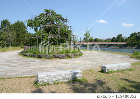 宇治観光　宇治川中の島の枝垂れ桜と朝霧橋　京都府宇治市 115480852