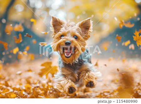 Adorable Yorkshire Terrier running through a forest with colorful autumn leaves falling around 115480990