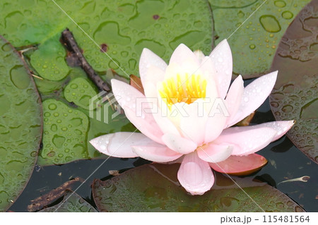 水面に浮かぶピンクの睡蓮の花 水面に浮かぶピンクの睡蓮の花 115481564