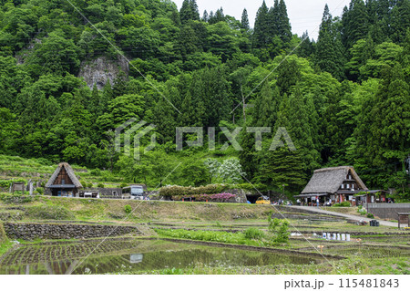 富山県　五箇山　相倉合掌造り集落　第1駐車場側の水田風景　世界遺産 115481843