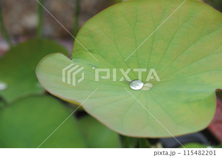蓮の葉についた水滴 115482201