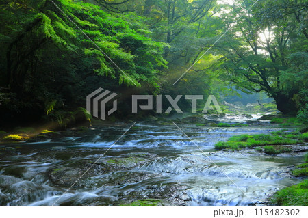 光さす菊池渓谷(菊池市) 光さす菊池渓谷(菊池市) 115482302