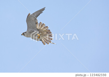 青空バックに悠然と飛ぶハヤブサ成鳥 115482330