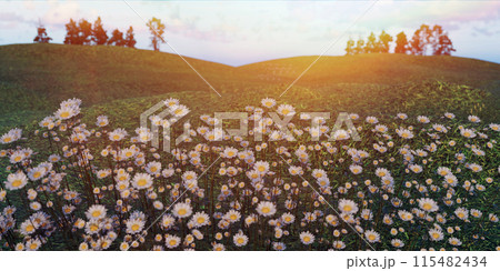 Beautiful spring and summer natural landscape with blooming field of daisies in the grass in the hilly countryside. 115482434