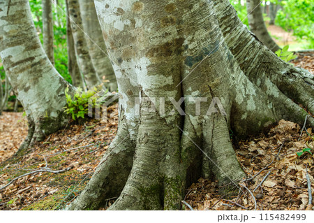 ブナ林の林床 ブナ林の林床 115482499