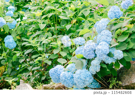 パステルブルーの紫陽花 パステルブルーの紫陽花 115482608