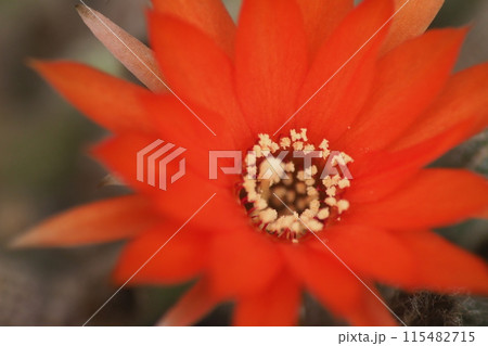 サボテンの花 115482715