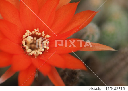おれんじ色のサボテンの花 115482716