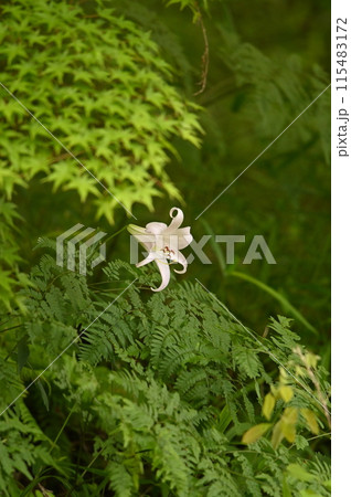 新緑の中に咲くササユリの花 新緑の中に咲くササユリの花 115483172
