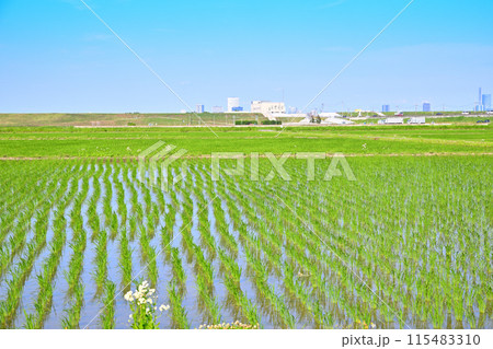 田植え後の水田 地元景観 田園風景 さいたま新都心方面 田植え後の水田 地元景観 田園風景 さいたま新都心方面 115483310
