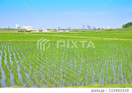 田植え後の水田 地元景観 田園風景 さいたま新都心方面 田植え後の水田 地元景観 田園風景 さいたま新都心方面 115483329