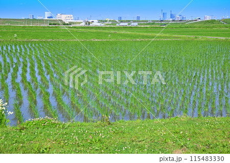 田植え後の水田　地元景観　田園風景　さいたま新都心方面 115483330